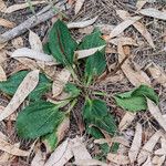 Plantago majorഇല