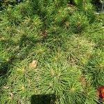 Pinus tabuliformis Leaf