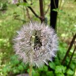 Taraxacum rubicundum Mbuma