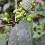 Rauvolfia mannii Fruit