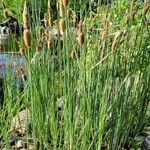 Typha minima Hoja