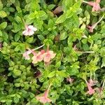 Barleria repens Flor