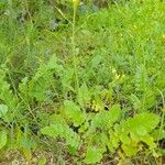 Brassica tournefortii Habit