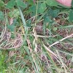 Danthonia decumbens Květ
