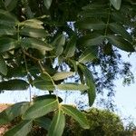 Gleditsia sinensis Blad