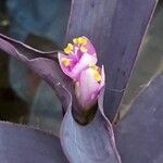 Tradescantia pallida Květ