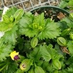 Torenia fournieri Folio