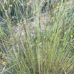 Stipa offneri Лист