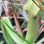 Sarracenia alata পাতা