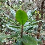 Badula fragilis Leaf