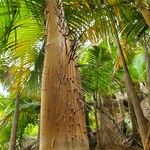 Acanthophoenix rubra Bark