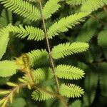 Mimosa camporum List