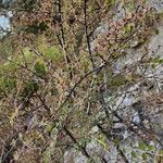 Cotoneaster nummularius Otro