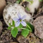 Lobelia pedunculataFlower