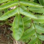 Kalanchoe prolifera Leaf