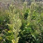 Veratrum album Hábito