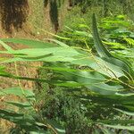 Eucalyptus alba Sonstige