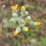Pilosella echioides Flower