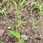Urochloa reptans Folha