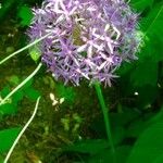 Allium nigrum പുഷ്പം