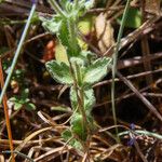 Veronica orsiniana Blatt