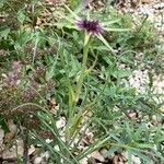 Tragopogon angustifolius Yeri