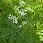 Chaerophyllum temulumFlors