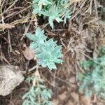 Linaria nivea Hoja