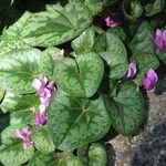 Cyclamen purpurascens Ліст