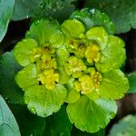 Chrysosplenium alternifolium برگ