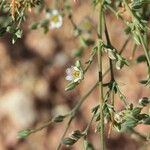 Polycarpaea robbairea Flower