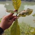 Barringtonia acutangula Leaf