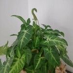 Syngonium angustatum Лист