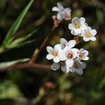 Micranthes californica Flor