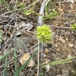 Valeriana coronata 葉