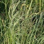 Diplachne fusca Libunga