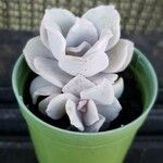 Echeveria laui Hoja