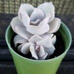 Echeveria laui ഇല