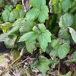 Ranunculus recurvatus Leaf