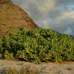 Scaevola taccada आदत