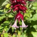 Leycesteria formosa Blüte