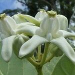 calotropis giganteaBlomst