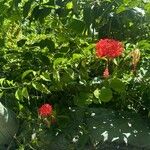 Hibiscus schizopetalus Flor