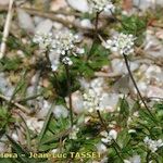 Teesdalia coronopifolia Habit