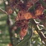 Taxus baccata Flor