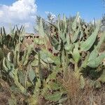 Opuntia engelmannii Habitat