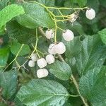 Cordia dentata Fruto