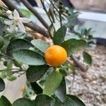 Citrus × microcarpa 果