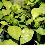 Citrus hystrix Sonstige