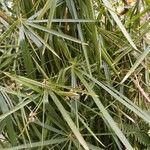 Cyperus papyrus Leaf